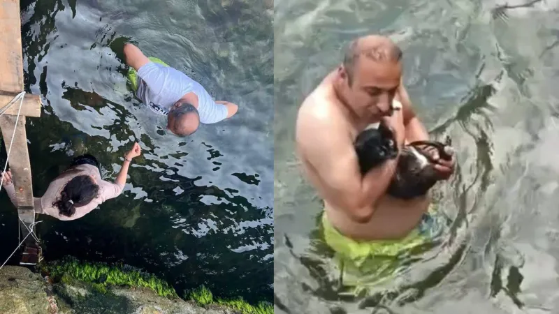 Büyükada'da Mucize Kurtuluş! Kedi 8 Gün Sonra Yaşama Döndü