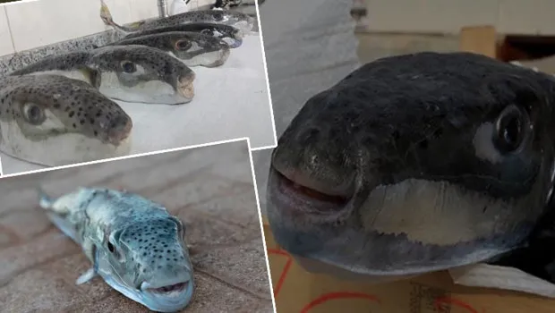 Akdeniz’de başladı, Ege ve Marmara’ya yayıldı: Zehirli balık alarmı! Bugüne kadar 27 kişi hayatını kaybetti