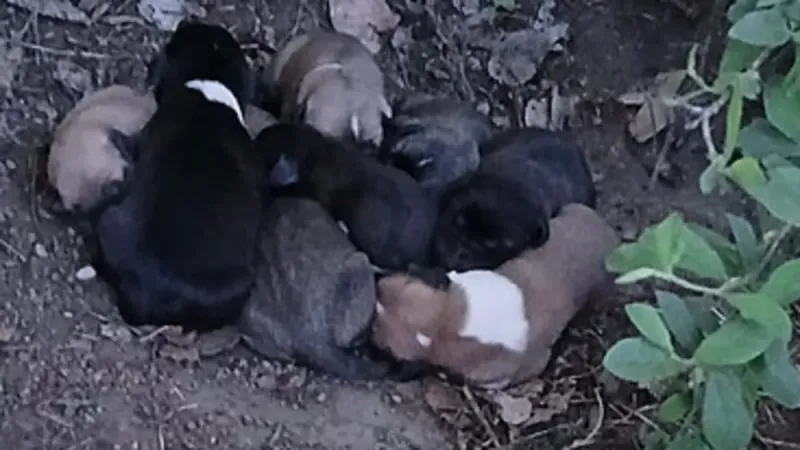 Çiftçinin dikkati 8 yavru köpeği kurtardı: “Az kalsın hepsini biçiyordum”