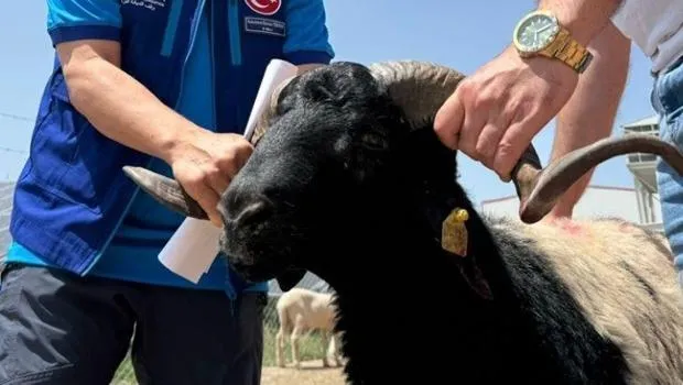 Cumhurbaşkanı Erdoğan'ın bağışladığı 2 kurbanlık kesildi