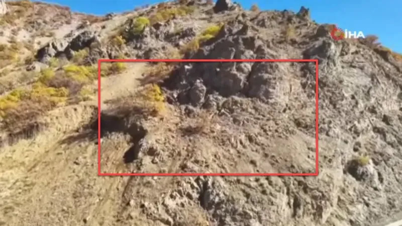 Türkiye'de Belgesel Tadında Anlar! Yaban Keçileri Görüntülendi