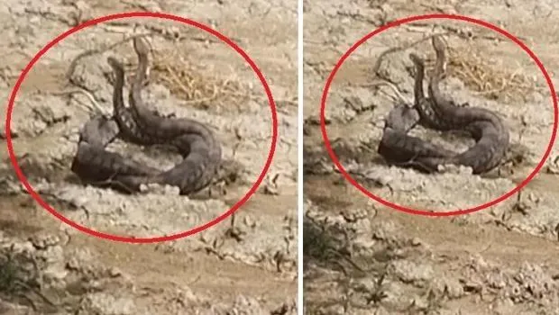 Hatay'da Yılan Aşkı! Çiftleşme Dansı Kamerada!