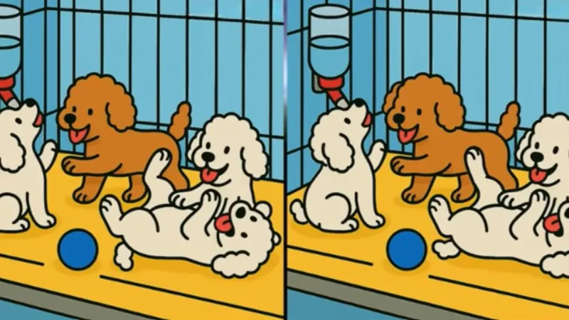 IQ Testi: Yavru Köpeklerdeki 3 Farkı 12 Saniyede Bul!