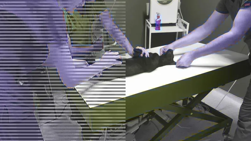 Kedileri av tüfeği ile öldürden kişiye hapis talebi