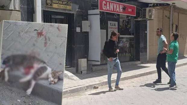 Kediyi pompalı tüfekle öldürdü, serbest kaldı! Mahalleli tepki gösterdi