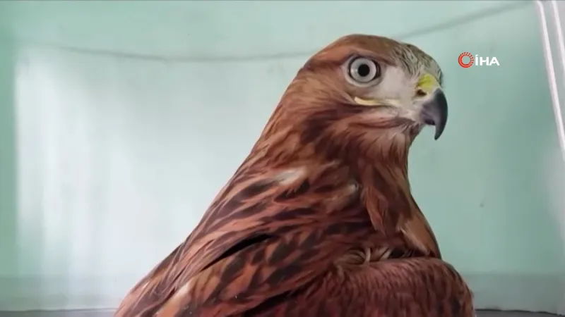 Kızıl şahinlerin özgürlüğe uçuşu