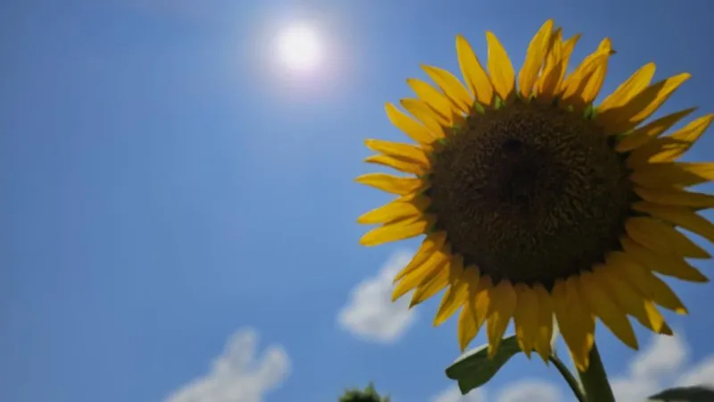 Trakya'da Alarm! Ayçiçekleri Kurudu: Üretici Ne Yapacak?