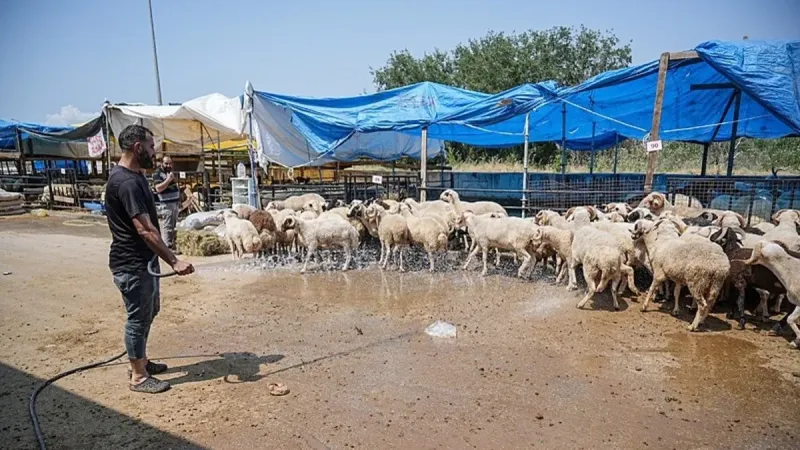 Kurban pazarının gözdesi oldu! Görenler şaştı kaldı