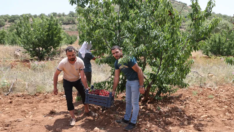 Mardin'de "Napolyon" kirazında hasat sürüyor