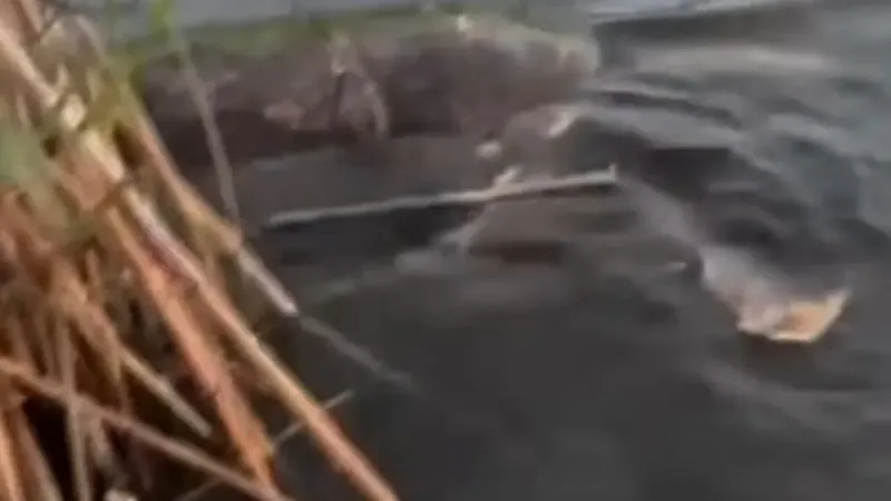 Caretta Carettalara İşkence! Muğla'da Şoke Eden İddia!