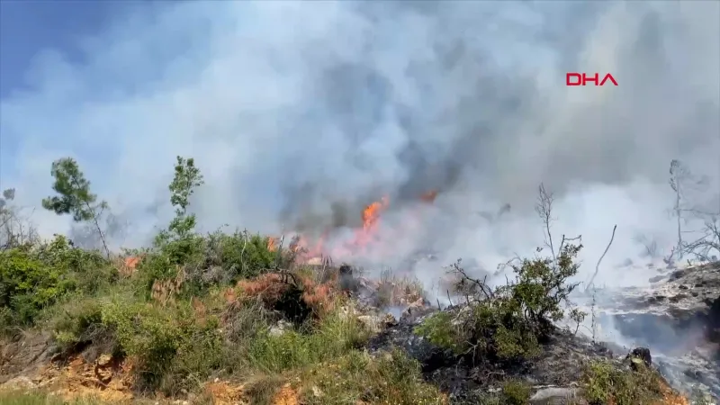 Alanya'da Korkutan Yangın! Arı Kovanları Alevler İçinde Kaldı