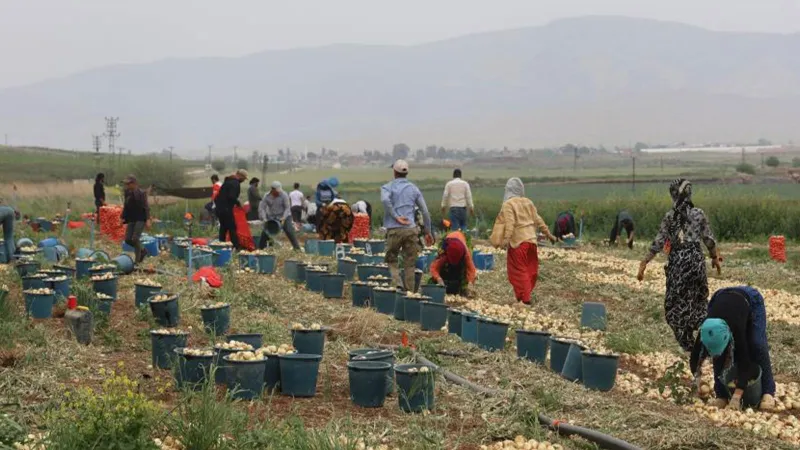 Hatay'da tarım işçilerinin günlük yevmiyeleri belli oldu!