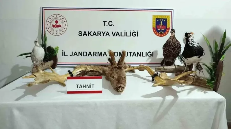 Hayvanat Bahçesi Evden Çıktı! Sakarya'da Şok Baskın!