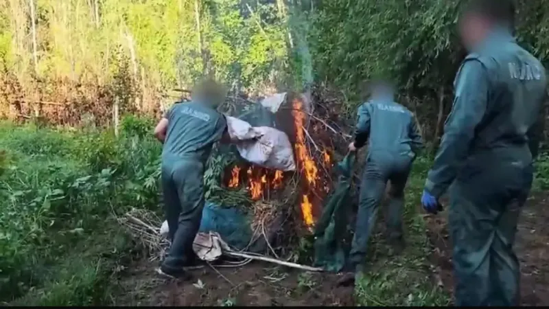 Hevsel Bahçeleri'nde Şok Baskın! 30 Bin Kök Kenevir İmha Edildi