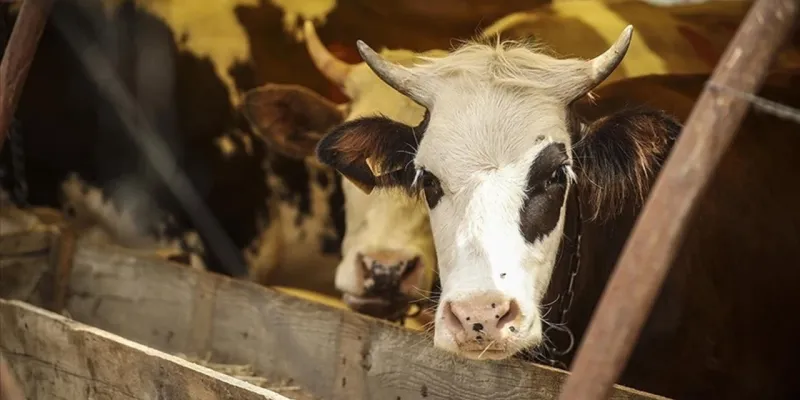 Kurban Bayramı Tatili 9 Gün Mü Oluyor? İşte Detaylar!