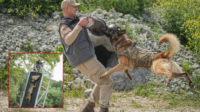 Vatanı Korumak Onların İşi! İşte TSK'nın Özel Eğitimli Köpekleri