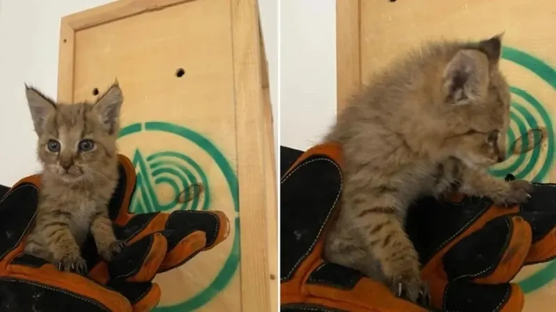 Şırnak'ta Gizemli Saz Kedisi Yavrusu! Şoke Eden Keşif