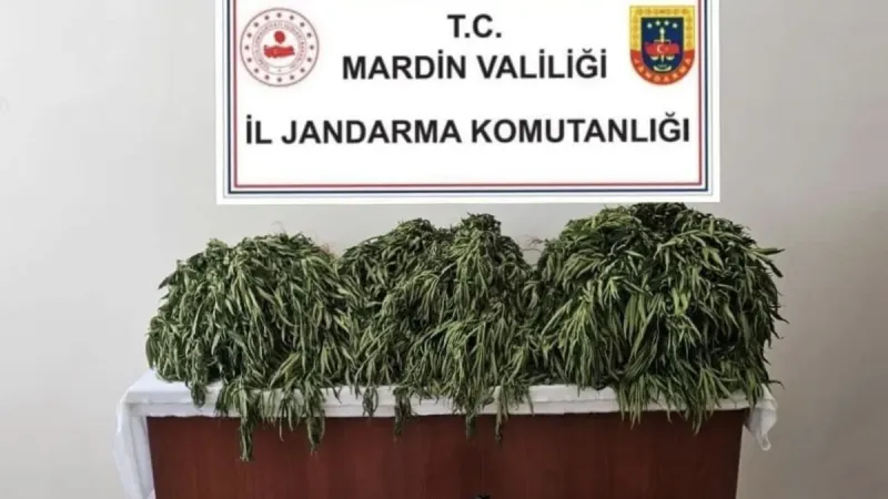 Nusaybin’de uyuşturucu operasyonu: Jandarma 4 şüpheliyi gözaltına aldı