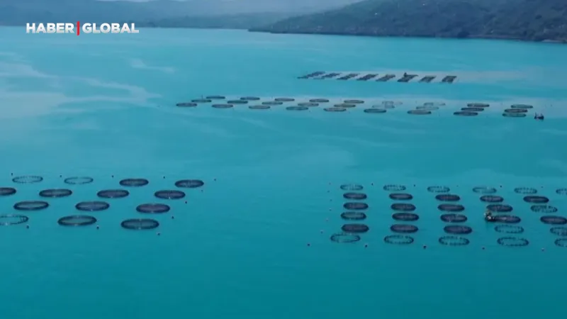 Ordu'da Somon Hasadı Başladı! Ekonomi Canlanıyor Mu?