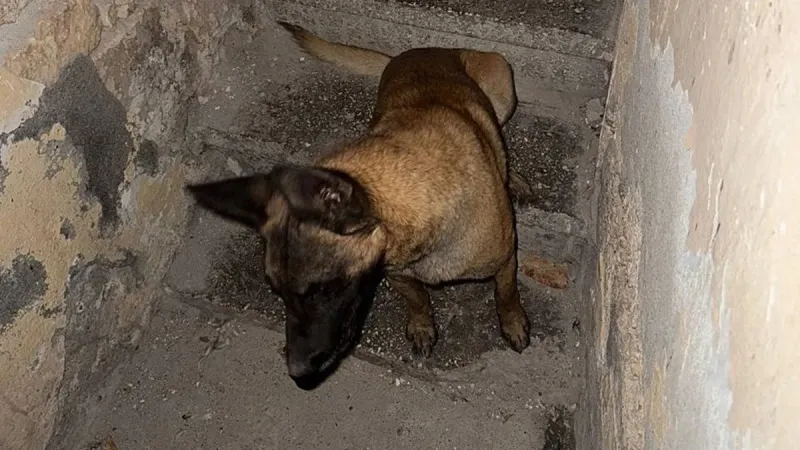 Sokak ortasında köpek dehşeti! Yaralı adam yaşadıklarını anlattı