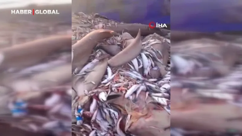 Mersin'de Şok! 8 Köpekbalığı Birden Ağlara Takıldı!
