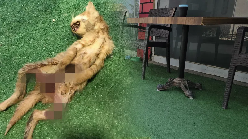 Zonguldak'ta Kedi Katliamı! İç Organları Alınmış Halde Bulundular
